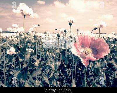 Weiß Mohnblüte in die Blüte, einige grüne poppy Köpfe. Mit green poppy Köpfe im Hintergrund abgelegt. Papaver somniferum ist die Art der Mohn von Wh Stockfoto