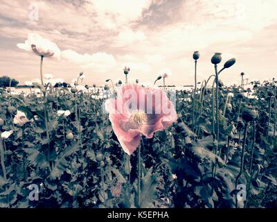 Weiß Mohnblüte in die Blüte, einige grüne poppy Köpfe. Mit green poppy Köpfe im Hintergrund abgelegt. Papaver somniferum ist die Art der Mohn von Wh Stockfoto