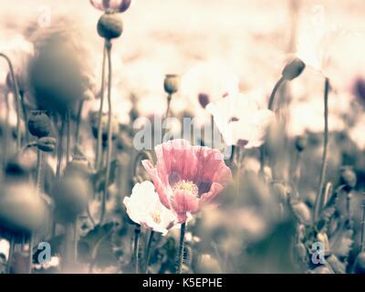 Weiß Mohnblüte in die Blüte, einige grüne poppy Köpfe. Mit green poppy Köpfe im Hintergrund abgelegt. Papaver somniferum ist die Art der Mohn von Wh Stockfoto