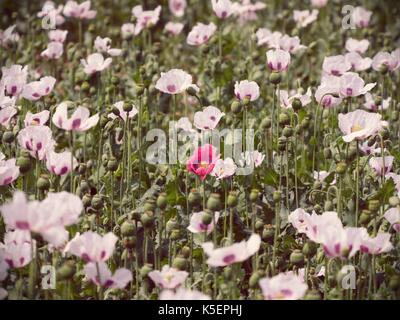 Weiß Mohnblüte in die Blüte, einige grüne poppy Köpfe. Mit green poppy Köpfe im Hintergrund abgelegt. Papaver somniferum ist die Art der Mohn von Wh Stockfoto