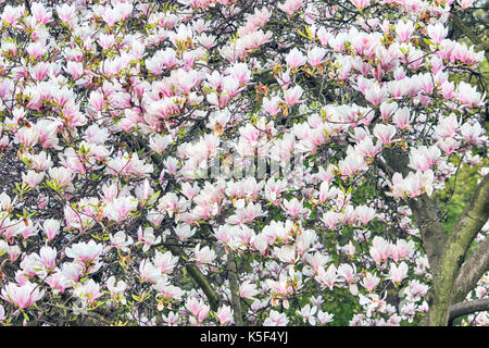 Pink Magnolia Blumen auf Ast Stockfoto