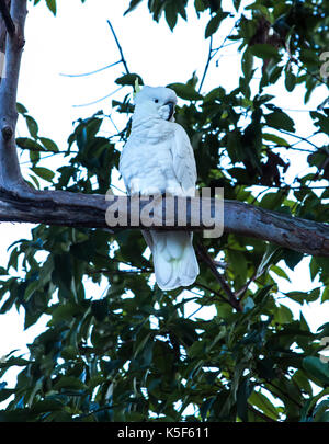 Australian native Schwefel crested cockatoo Papagei in Baum Stockfoto