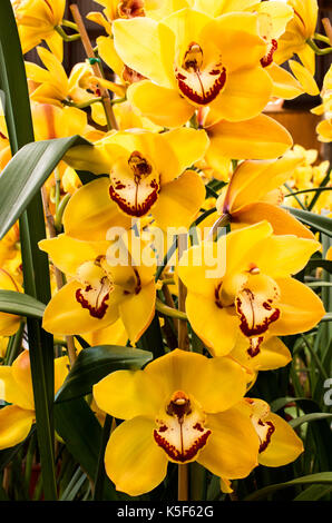 Leuchtend gelbe Cymbidium Orchidee Blumen Stockfoto