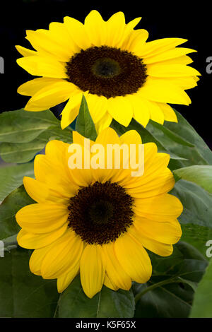 Paar helle gelbe Sonnenblumen Stockfoto