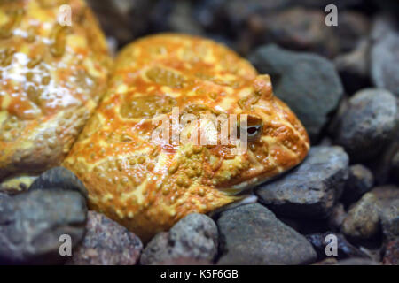 Argentinische gehörnten Frosch oder Ceratophrys ornata Stockfoto