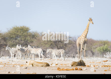 Zwei junge männliche faulen Löwen liegen auf dem Boden. Zebra und Giraffe (Defokussierten) wandern ungestört im Hintergrund. Wildlife Safari im Etosha Stockfoto