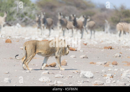 Junge männliche Löwe, bereit zum Angriff und zu Fuß in Richtung Herde Zebras, die weglaufen, defokussierten im Hintergrund. Wildlife Safari in die Etosha National Pa Stockfoto