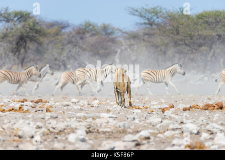 Junge männliche Löwe, bereit zum Angriff und zu Fuß in Richtung Herde Zebras, die weglaufen, defokussierten im Hintergrund. Wildlife Safari in die Etosha National Pa Stockfoto