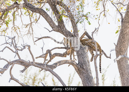 Leopard hocken von Acacia Tree Branch gegen weißen Himmel. Wildlife Safari im Etosha National Park, wichtigsten Reiseziel in Namibia, Afrika. Stockfoto