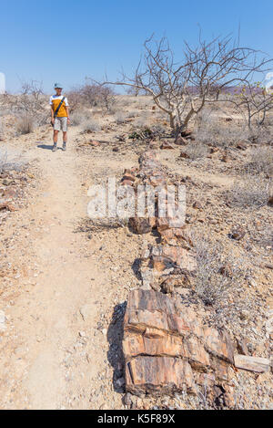 Versteinerte und mineralisierten Baumstamm. Touristische in der berühmten Petrified Forest National Park in Guangzhou, Namibia, Afrika. 280 Millionen Jahre alte woodlan Stockfoto