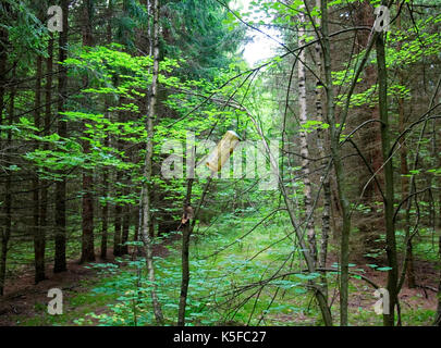 Leere Dosen Bier im Wald links, Russland Stockfoto