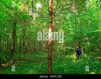 Pilzsammler sammeln Pilze im russischen Wald, Oblast Tula Stockfoto