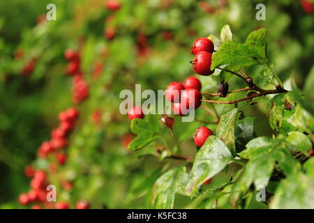 Hawthorne Beeren Makro Stockfoto