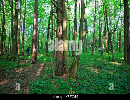 Pilzsammler sammeln Pilze im russischen Wald, Oblast Tula Stockfoto