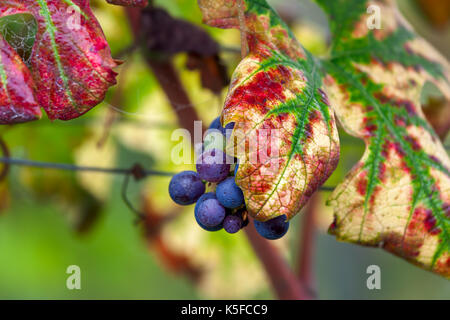 Kleine Gruppe von reifen Trauben unter den bunten, herbstlichen Blätter in Piemont, Norditalien. Stockfoto