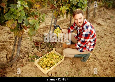 Die Trauben im Weinberg - zufriedene Winzer Stockfoto