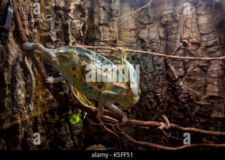 Verschleierte schöne Chameleon gehen auf einem Stick Stockfoto