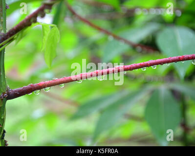 Glänzende Tautropfen hängen von einem schönen lila Stiel rechts nach der Regenzeit mit grünem Hintergrund im Garten. Stockfoto