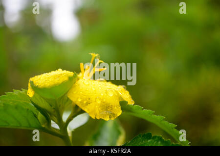 Nahaufnahme von gelbe Blume mit Wassertropfen im Garten mit grünen weichen Hintergrund. Gleich nach dem Regen in der monsunzeit fotografiert. Stockfoto