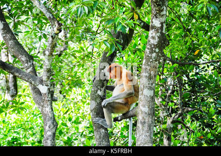 Die proboscis Affen (Nasalis larvatus) aka Spitzzange Affen oder bekantan in Indonesien oder bayau in Sabah, ist eine alte Welt Affe, endemisch ist zu t Stockfoto