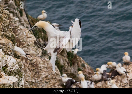 Nach Gannett kam an seinem Nest auf Klippen zu Lande mit Füßen Stockfoto