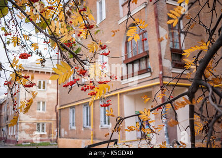 Herbst rowan Filialen mit orange Blättern und roten Beeren im Vordergrund und die alte 3-stöckigen Häusern an der Rückseite. Stockfoto
