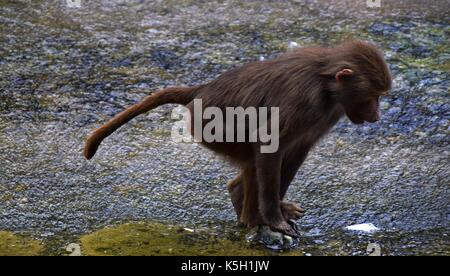 Familie oder Hütung von hamadryas Pavian in einem zoologischen Garten, papio hamadryas, alte Welt Affe in einem Zoo, heilige Pavian Harem Stockfoto