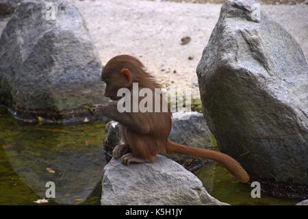 Familie oder Hütung von hamadryas Pavian in einem zoologischen Garten, papio hamadryas, alte Welt Affe in einem Zoo, heilige Pavian Harem Stockfoto