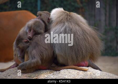 Familie oder Hütung von hamadryas Pavian in einem zoologischen Garten, papio hamadryas, alte Welt Affe in einem Zoo, heilige Pavian Harem Stockfoto