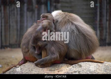 Familie oder Hütung von hamadryas Pavian in einem zoologischen Garten, papio hamadryas, alte Welt Affe in einem Zoo, heilige Pavian Harem Stockfoto