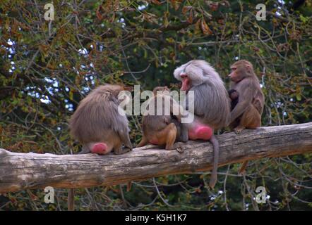 Familie oder Hütung von hamadryas Pavian in einem zoologischen Garten, papio hamadryas, alte Welt Affe in einem Zoo, heilige Pavian Harem Stockfoto