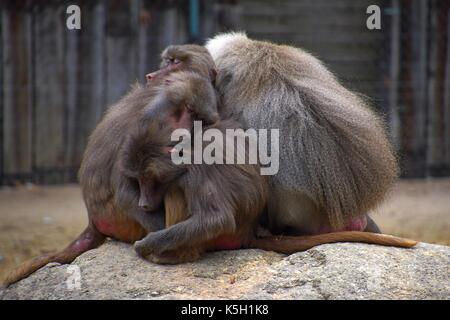 Familie oder Hütung von hamadryas Pavian in einem zoologischen Garten, papio hamadryas, alte Welt Affe in einem Zoo, heilige Pavian Harem Stockfoto