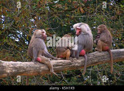 Familie oder Hütung von hamadryas Pavian in einem zoologischen Garten, papio hamadryas, alte Welt Affe in einem Zoo, heilige Pavian Harem Stockfoto