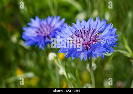 Frische blaue Kornblume Nahaufnahme Stockfoto