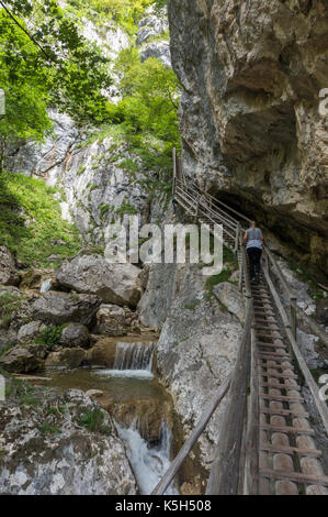 Vertikaler junge Dame gehen bis eine hölzerne Leiter in der Baerenschutzklamm River Gorge Stockfoto