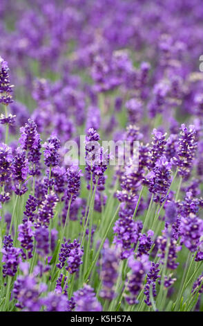 Lavandula angustifolia 'Munstead'. Lavendelblüten. Stockfoto