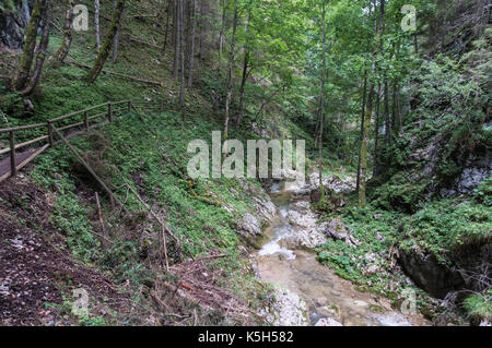 Weg durch den Wald und entlang des Flusses Stockfoto