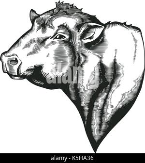 Leiter der Bulle von dangus Rasse in vintage Holzschnitt Stil gezeichnet. Farm Animal auf weißem Hintergrund. Vector Illustration für landwirtschaftliche Markt Identität, Produkte, Logo, Werbung Stock Vektor