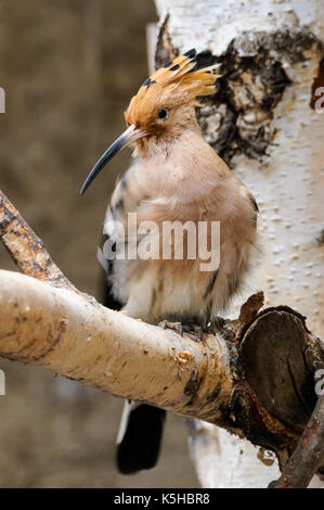 Wiedehopf auf einem Baum Stockfoto