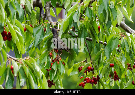 Der europäische Starstar Sturnus vulgaris frisst Kirschen auf dem Kirschbaum Stockfoto