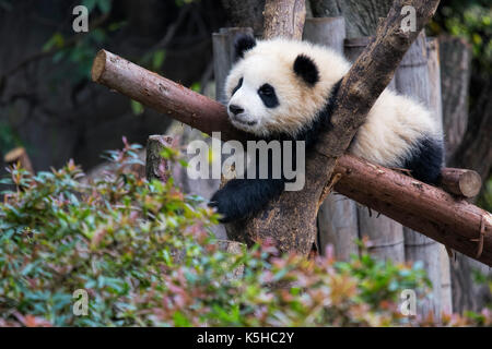 Baby Panda ruht in einem Baum an der Chengdu Panda Forschungs- und Aufzuchtstation in Chengdu, China Stockfoto