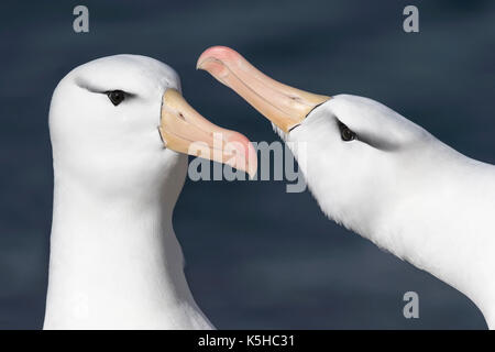 Schwarzen browed Albatross Stockfoto