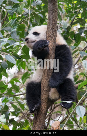 Baby Panda ruht in einem Baum an der Chengdu Panda Forschungs- und Aufzuchtstation in Chengdu, China Stockfoto