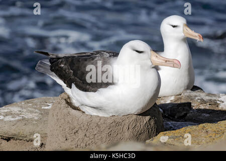 Schwarzen browed Albatross Stockfoto