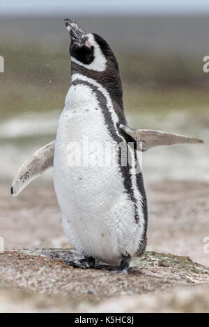 Magellanic Penguin Stockfoto