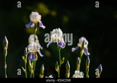 Lila iris Blumen. Eine Blume im Fokus. Dunkle verschwommenen Hintergrund. Hintergrundbeleuchtung. Stockfoto