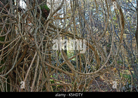 Die holzigen Stiele von Clematis vitalba, der "Traveller's Freude' oder 'Old Man's Bart', Familie der Ranunculaceae, in der Aurunci Berge, Esperia, Italien Stockfoto