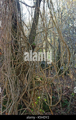 Die holzigen Stiele von Clematis vitalba, der "Traveller's Freude' oder 'Old Man's Bart', Familie der Ranunculaceae, in der Aurunci Berge, Esperia, Italien Stockfoto