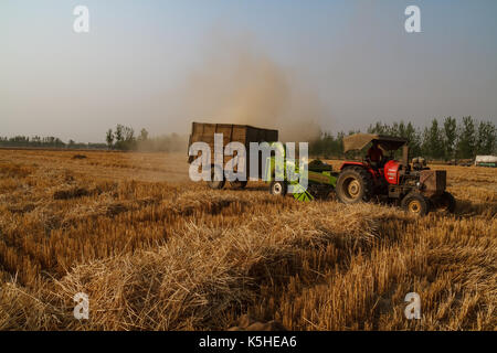 Weizen Ernte in Uttar Pradesh, Indien Stockfoto