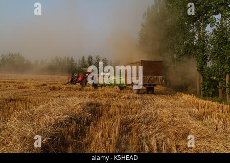 Weizen Ernte in Uttar Pradesh, Indien Stockfoto